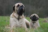 MASTIFF 105